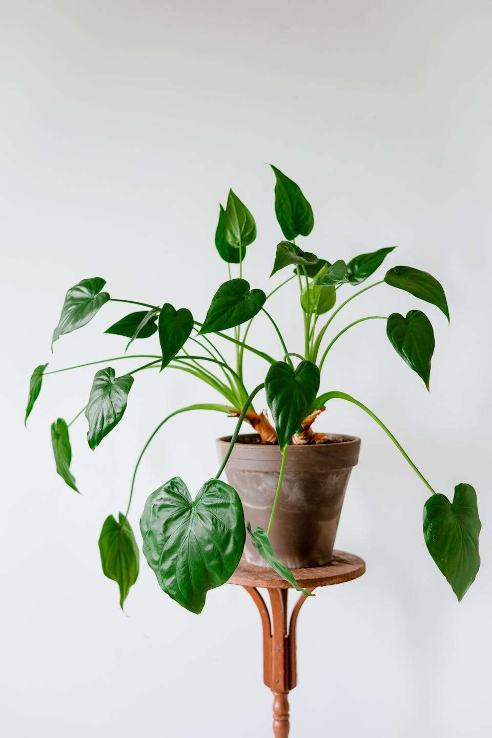 Stylish Alocasia plant with heart-shaped leaves in a clay pot on a wooden pedestal against a plain background.